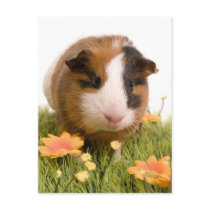 guinea pigs one has lawn postcard