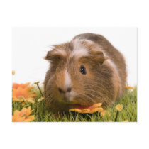 guinea pigs one has lawn post card