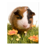 guinea pigs one has lawn postcard