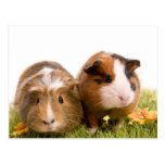guinea pigs one has lawn postcards