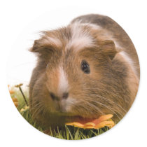 guinea pigs one has lawn stickers