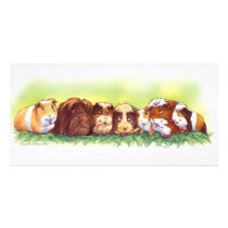 Guinea Pigs photo cards by Fany001 Guinea Pigs photo cards