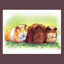 Guinea Pigs postcards