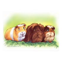 Guinea Pigs posters by Fany001 Guinea Pigs posters