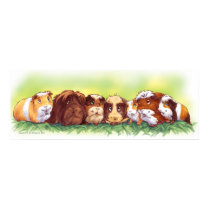 Guinea Pigs posters by Fany001 Guinea Pigs posters