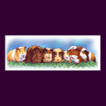 Guinea Pigs