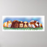 Guinea Pigs Poster