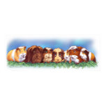 Guinea Pigs Poster