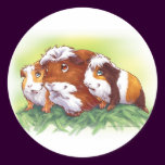 Guinea Pigs