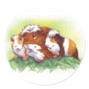 Guinea Pigs stickers