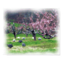 Guineas in the Orchard Print/Poster