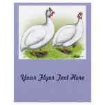 Guineas:  White flyers