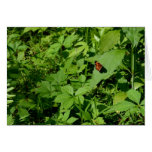 Gulf Fritillary Butterfly-13 Greeting Cards