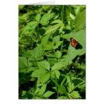 Gulf Fritillary Butterfly-13 Greeting Card