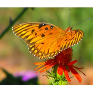 Gulf Fritillary Butterfly and Red Flower mousepad