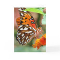 Gulf Fritillary Butterfly cards by ktyqueen Gulf Fritillary Butterfly cards