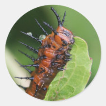 Gulf Fritillary Butterfly Caterpillar Stickers