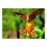 Gulf Fritillary Butterfly Front View Greeting Card