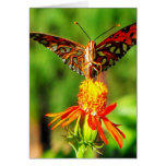 Gulf Fritillary Butterfly Front View Greeting Card
