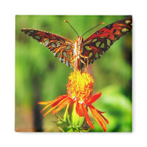 Gulf Fritillary Butterfly Front View Magnets