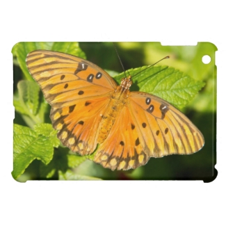 Gulf Fritillary Butterfly