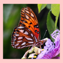 Gulf Fritillary Butterfly on Canvas Print posters