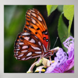 Gulf Fritillary Butterfly Poster