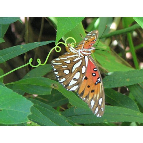 Gulf Fritillary Laying Postcard postcard