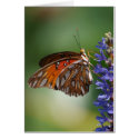 Gulf Fritillary Macro cards