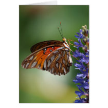 Gulf Fritillary Macro cards by BrendaKLoveless Gulf Fritillary Macro cards