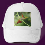 Gulf Fritillary Pair on Vervain hats