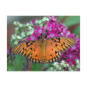 Gulf Fritillary Postcard