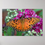 Gulf Fritillary Poster