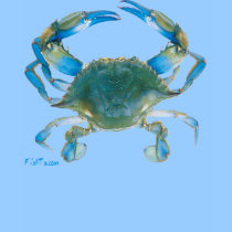 GulfCoast BlueCrab t-shirts