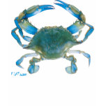 GulfCoast BlueCrab