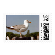 Gull at Shore--postage postage by BlarneyCards Gull at Shore--postage postage