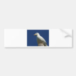 Gull Bumper Sticker