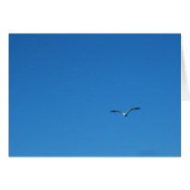 Gull cards