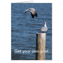 Gull Fight Cards