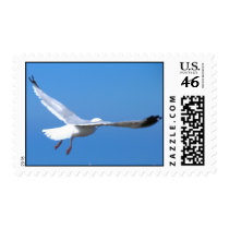 gull in flight_2 postage
