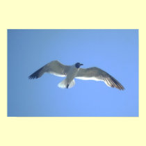Gull in Flight Print posters