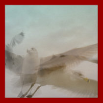 Gull In Flight Print posters