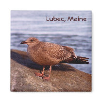 Gull in Lubec, Maine magnets