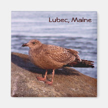 Gull in Lubec, Maine Refrigerator Magnet