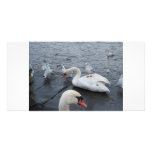 Gull on a Swans back Personalized Photo Card