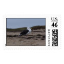 gull on beach postage by dsmith2038 gull on beach postage