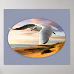 Gull on the Wing Over Beach Poster