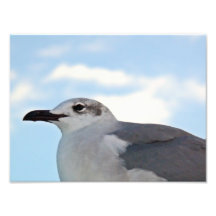 Gull Photo
