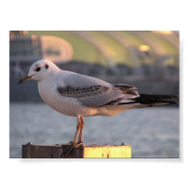 Gull posters by NemoX Gull posters