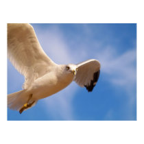 Gull posters by AnnaMarie777 Gull posters